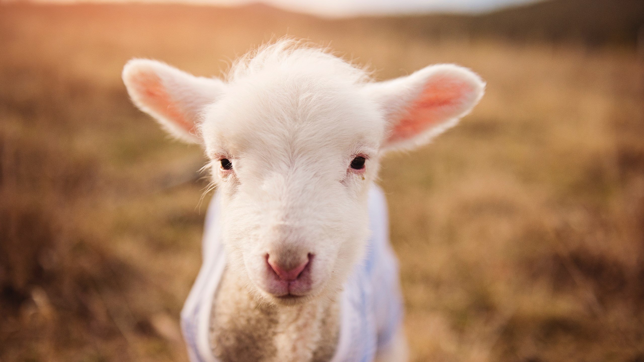 开云备用-亚冠联赛中国队爆冷 球迷呼吁调整阵容，亚冠联赛2021中国球队