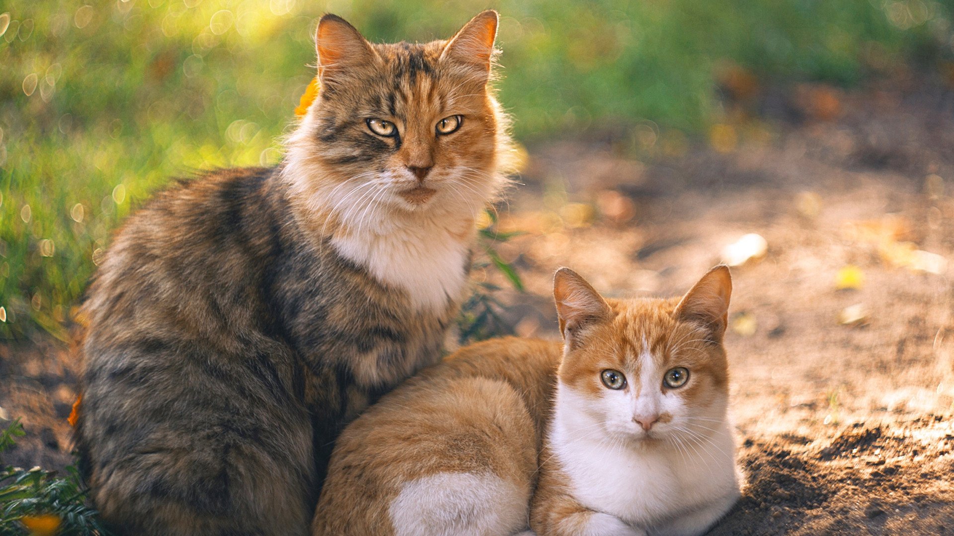 体育新闻中心推动传统体育文化影像国际化传播，中国体育文化传播的主线重构