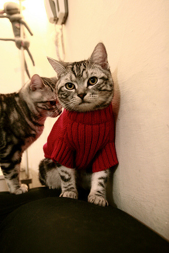 中国足球青训基地专业教练队伍建设加强，中国足球青训机构