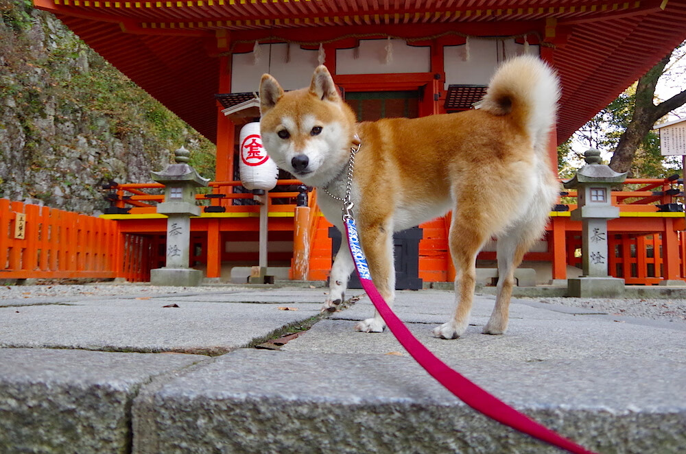 主力门将稳定发挥连续三场零封对手成为防线最坚固保障,门将连续零封记录