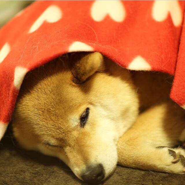 凯尔特人强调板凳深度替补贡献显著，凯尔特人2022